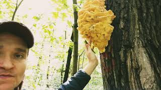 Продолжаю сбор Куриного гриба ТСЖ 🍄🌳🌿