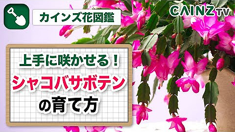 カインズ公式チャンネル Youtube