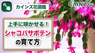 シャコバサボテンの育て方｜日常の管理｜病気や害虫対策は概要欄にて