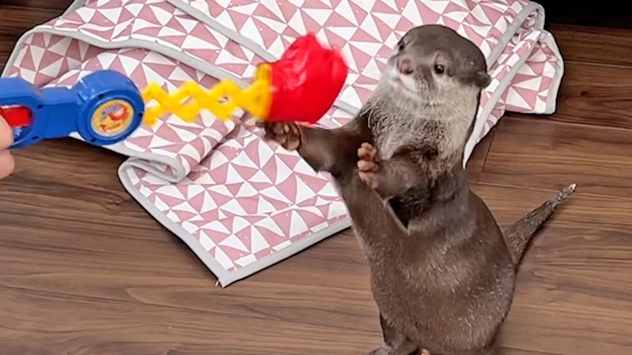 Dollar Store Toys Tested By Otter Bingo Belle Youtube