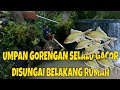 mancing nilem disungai belakang rumah masih banyak ikannya, cukup pake umpan gorengan sudah gacor