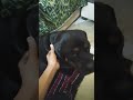 Pala na mota #rottweiler #dog #funny