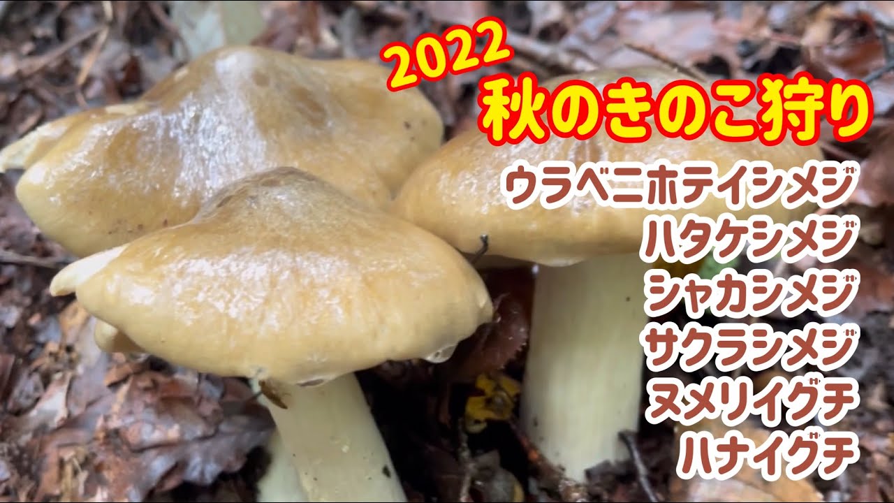 秋のきのこ狩り ウラベニホテイシメジ ハタケシメジ シャカシメジ サクラシメジ ヌメリイグチ ハナイグチなど Youtube