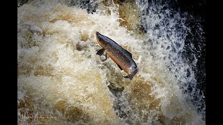 'The Salmon Run'  Wildlife photography of the annual salmon migration,  in the highlands, Scotland by Phazephoto 593 views 2 years ago 1 minute, 56 seconds
