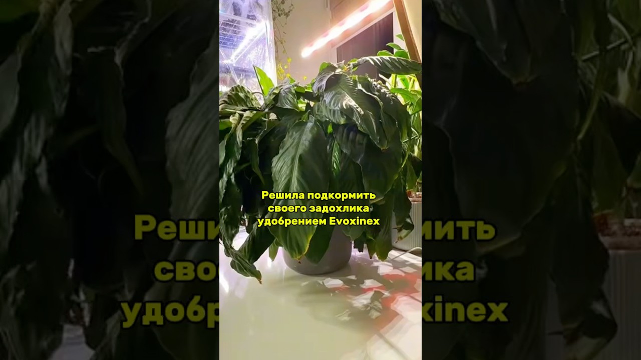 Подкормила своего задохлика удобрением Evoxinex