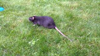 A fat rat on the grass