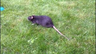 A fat rat on the grass