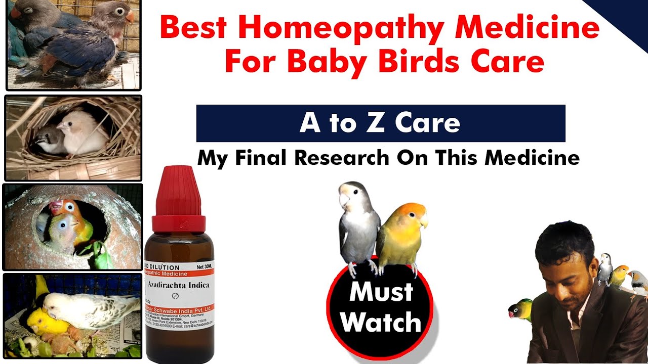 Best Homeopathy Medicine For Baby Birds Care. বেবি বার্ডস কেয়ারের জন্য সেরা হোমিওপ্যাথি