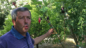 Come coltivare la pianta di Solanum?