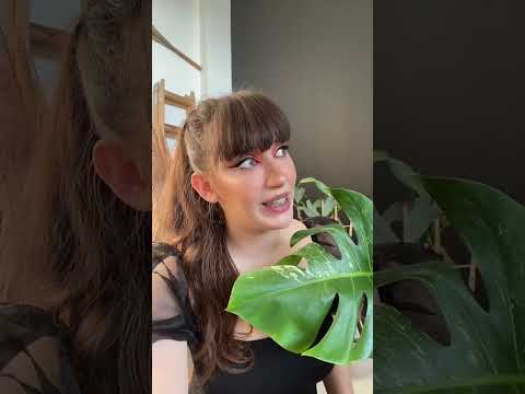 Wideo: Jakie rośliny mają korzenie powietrzne?