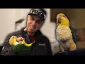 Caique Parrot Personality Traits | Must Knows About the Caique Parrot