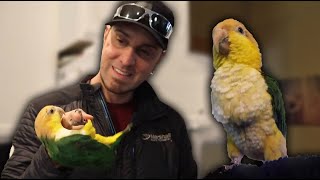 Caique Parrot Personality Traits | Must Knows About the Caique Parrot