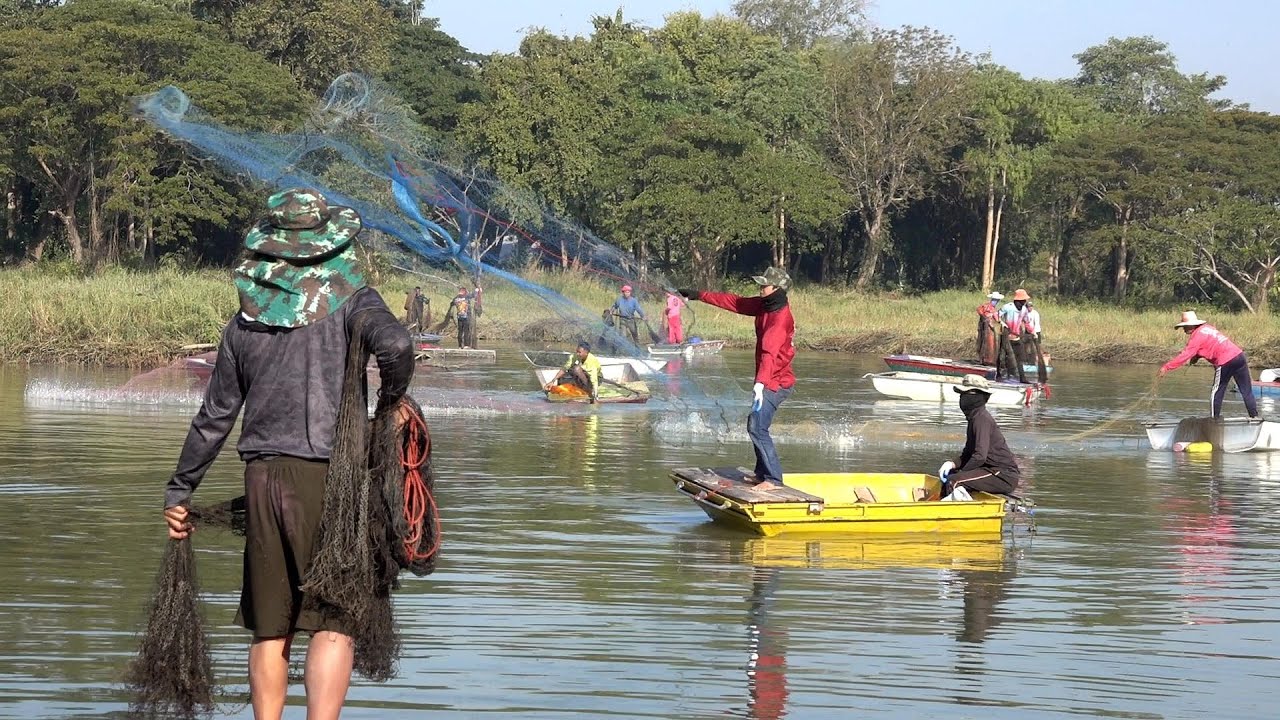 หว่านแหจับปลาบ่อหาร แหละ 1450 บาท ลุ้นปลาบึกใหญ่ไซส์ 20+