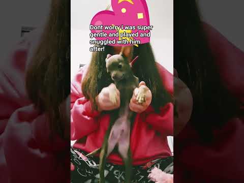 HES A DIVA Reminds Me Of Simba The Tan Chihuhah You Used To See In My Vids 