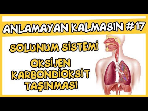 Anlamayan Kalmasın #17 Solunum Sistemi - Oksijen Karbondioksit Taşınması