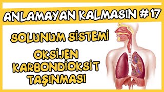 Anlamayan Kalmasın #17 Solunum Sistemi - Oksijen Karbondioksit Taşınması