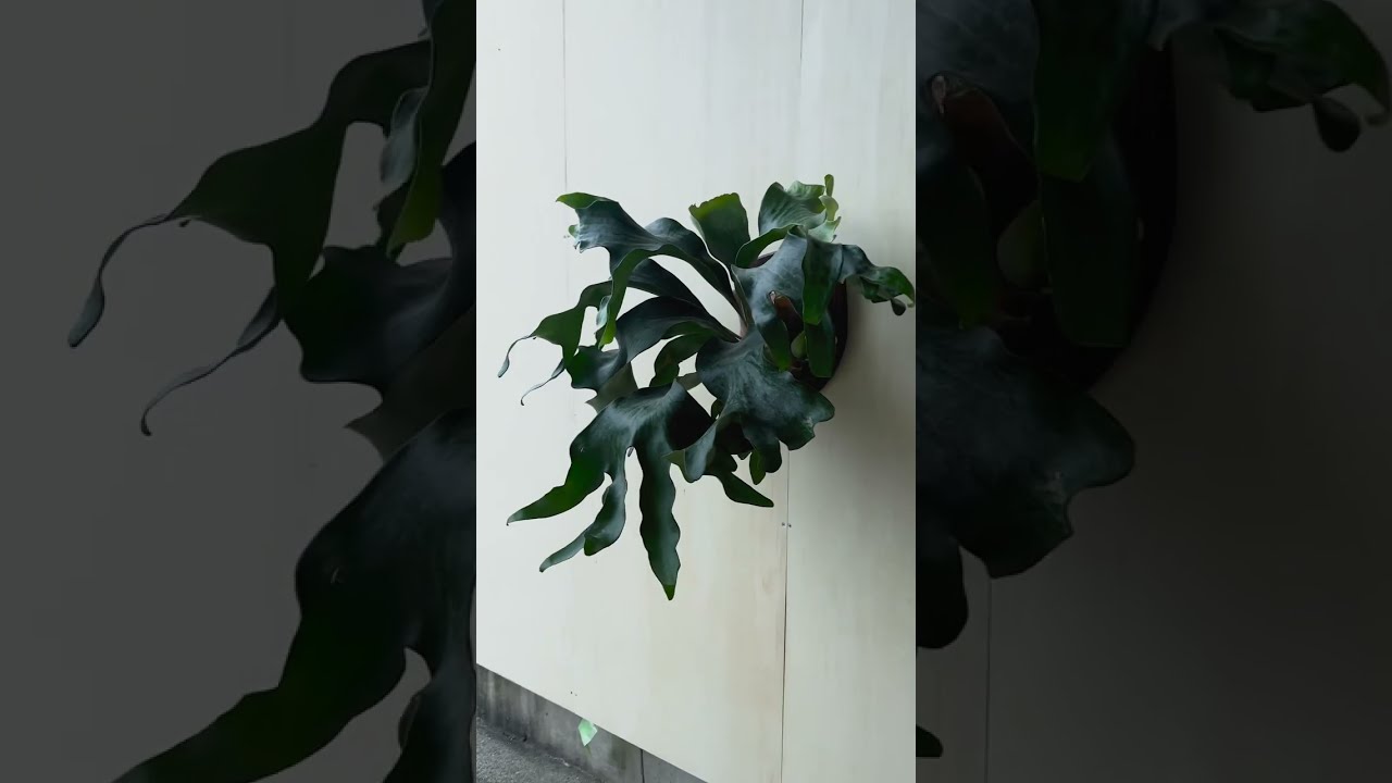 その他 P. hillii Bangpung ビカクシダ ヒリー バンプン P. hillii 'Bangpung' OC - メルカリ
