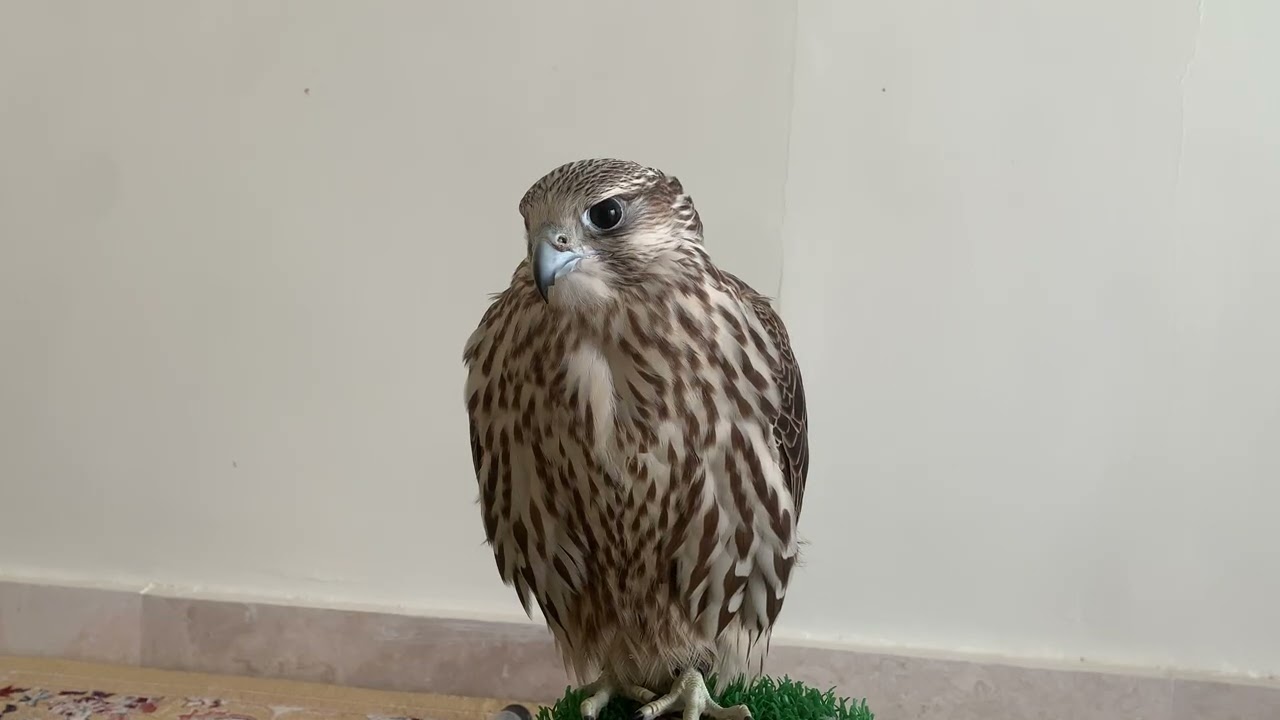 🦅 The Falcon’s Gaze | Pride of the Desert