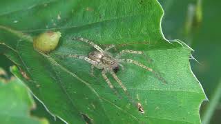 "Sneaky Ghost Spiders: Unveiling the Secrets of Anyphaenidae Sac Spiders!" Ghost Spiders Anyphaenidae