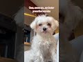 #dogmom #dogmomlife #funnydog #funnydogs #funnydogvideos #funnydogstuff #desidogchannel #yorkie #dog