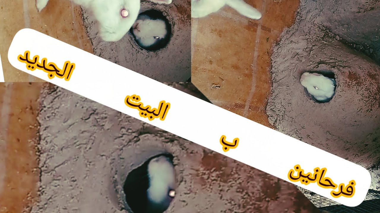 عمل بيت لارانب بطريقه احترافيه