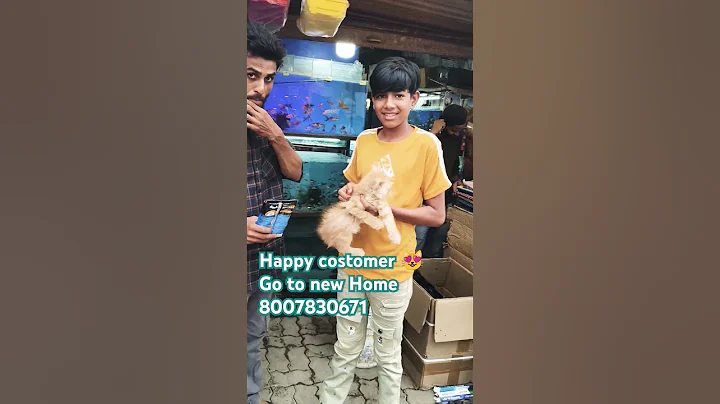 Video 9423261: cat kitten baby pets, exotic pets cat, animal cat pet kitten, exotic male kitten