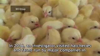 Реалии промышленного птицеводства