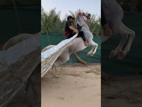 الجفله والخوف