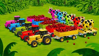 TRANSPORTING GIANT COWS & RED BEANS WITH JOHN DERRE TRACTORS AND CASE LOADERS  Farming Simulator 22