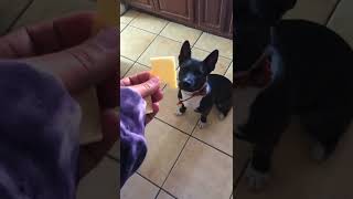 Puppy Goes GOO GOO For Gouda Cheese