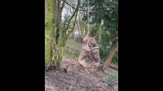 Full trained Pitbull dogs 😈 | Pitbull Dogs #shorts #viral