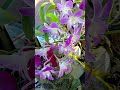 This Orchid Bloom Will Stop You for 5 Seconds 😳🌸 #orchidcare #orchid #orchidlovers #shorts