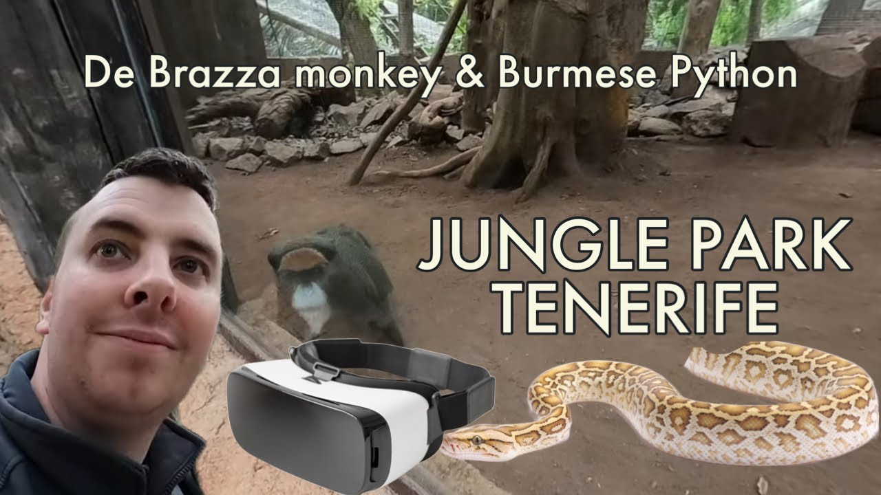 JUNGLE PARK TENERIFE DE BRAZZA MONKEY BURMESE PYTHON 360 Walk Jungle park tenerife de brazza monkey burmese python 360 walk