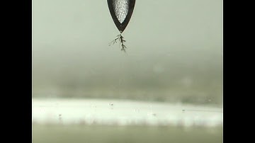 Electrical tree in Chile - 2