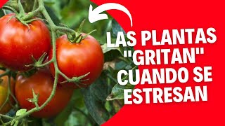 😱 Las plantas emiten sonidos!!