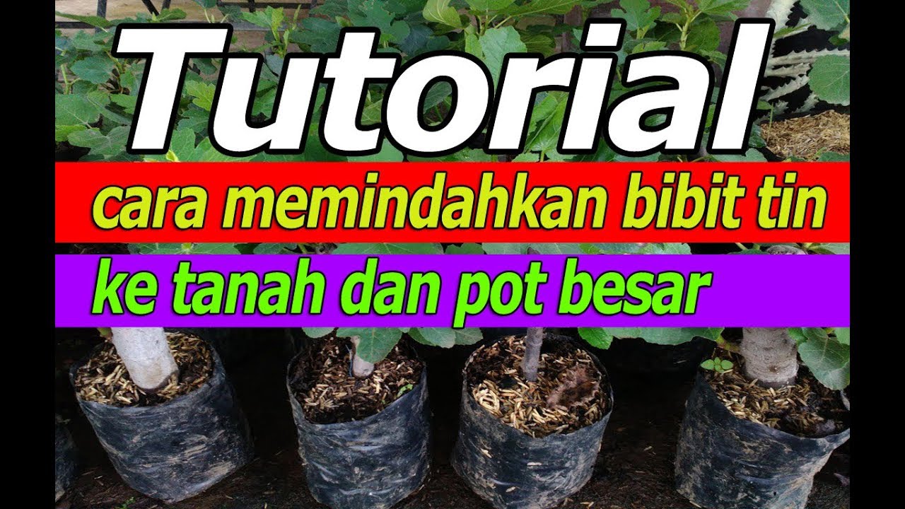 Tutorial cara memindahkan bibit tin ke  tanah  atau pot  