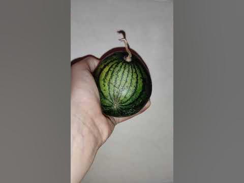 Самые маленькие арбузы🍉 в мире - YouTube