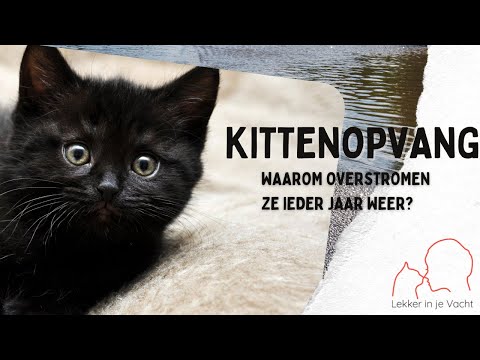 Video: Waarom ruiken ongecastreerde katten?