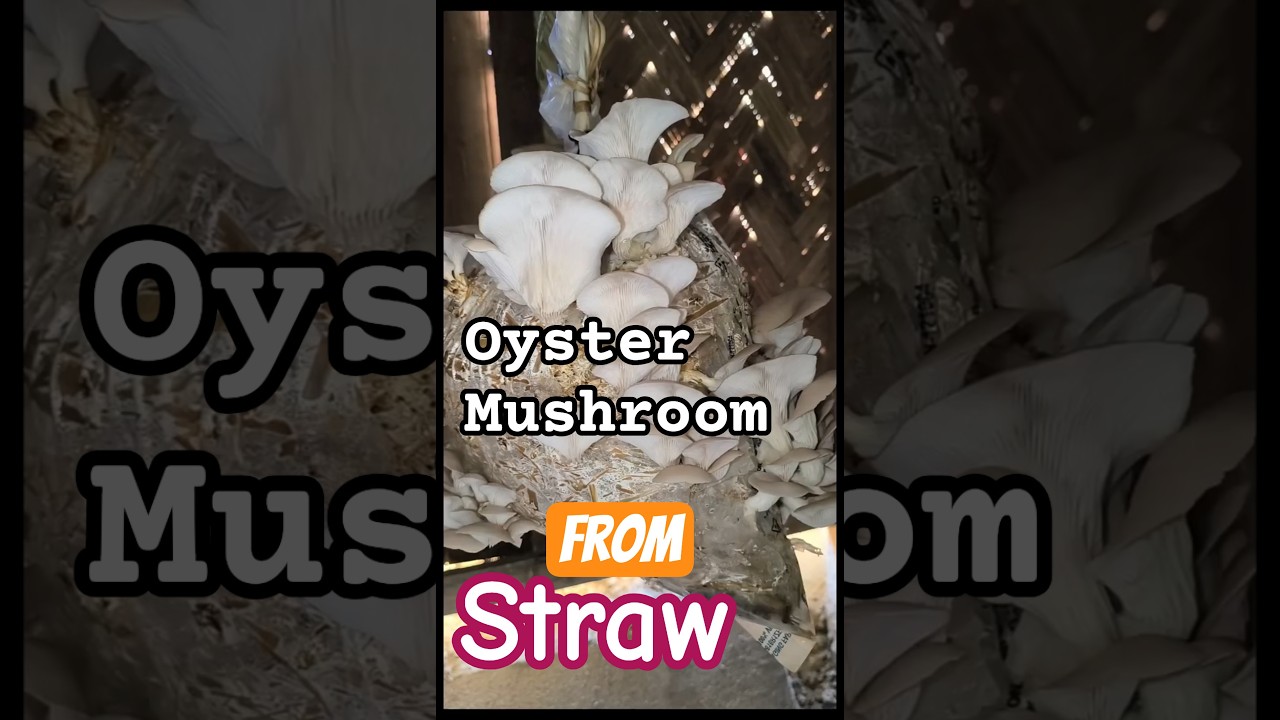 oyster🦪🦪 mushrooms