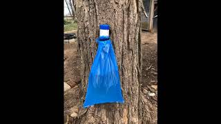 Famous Our first time making Maple Syrup Profile