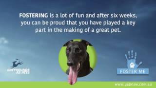 GAPNSW  - Small steps by Greyhounds As Pets 8,861 views 1 year ago 32 seconds