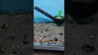beautiful rabbit snails assassin snails assassin snail #fishtank #aquarium #snail #snails