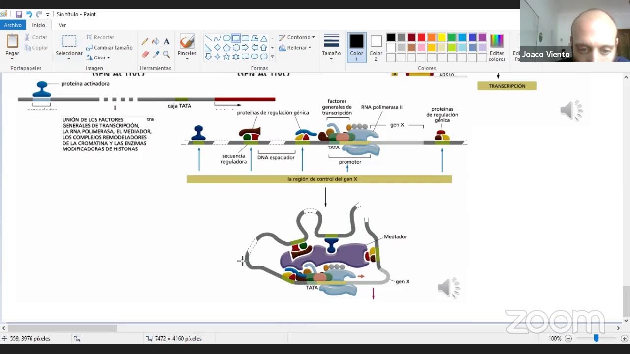 CURSO PREFINAL BIOLOGÍA - NÚCLEO Y CONTROL DE LA EXPRESIÓN GÉNICA