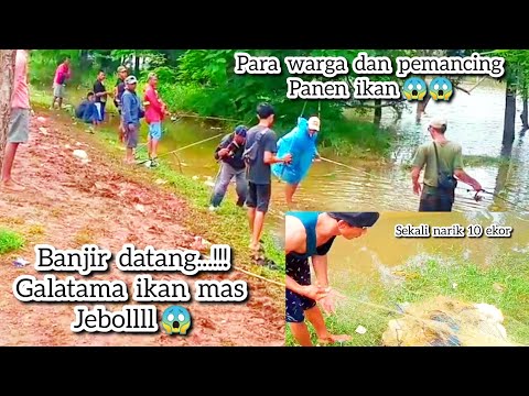 HEBOH...PANEN IKAN ⁉️ PEMANCINGAN IKAN MAS JEBOL 😱AKIBAT HUJAN SEMALAM AN