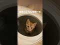 毎日お疲れ様です #猫 #保護猫 #茶トラ