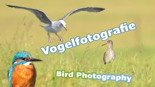 Vogelfotografie in Deutschland / Bird photography in Germany