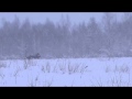 Охота на лося в Ярославской области