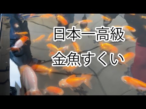 I found the most luxurious goldfish and medaka scooping game in 