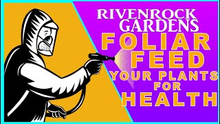 Foliar Feeding Plants, why does it work? How do we use foliar feeding for our plants?