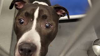 acs A674671